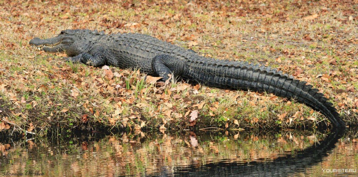 Гангский гавиал