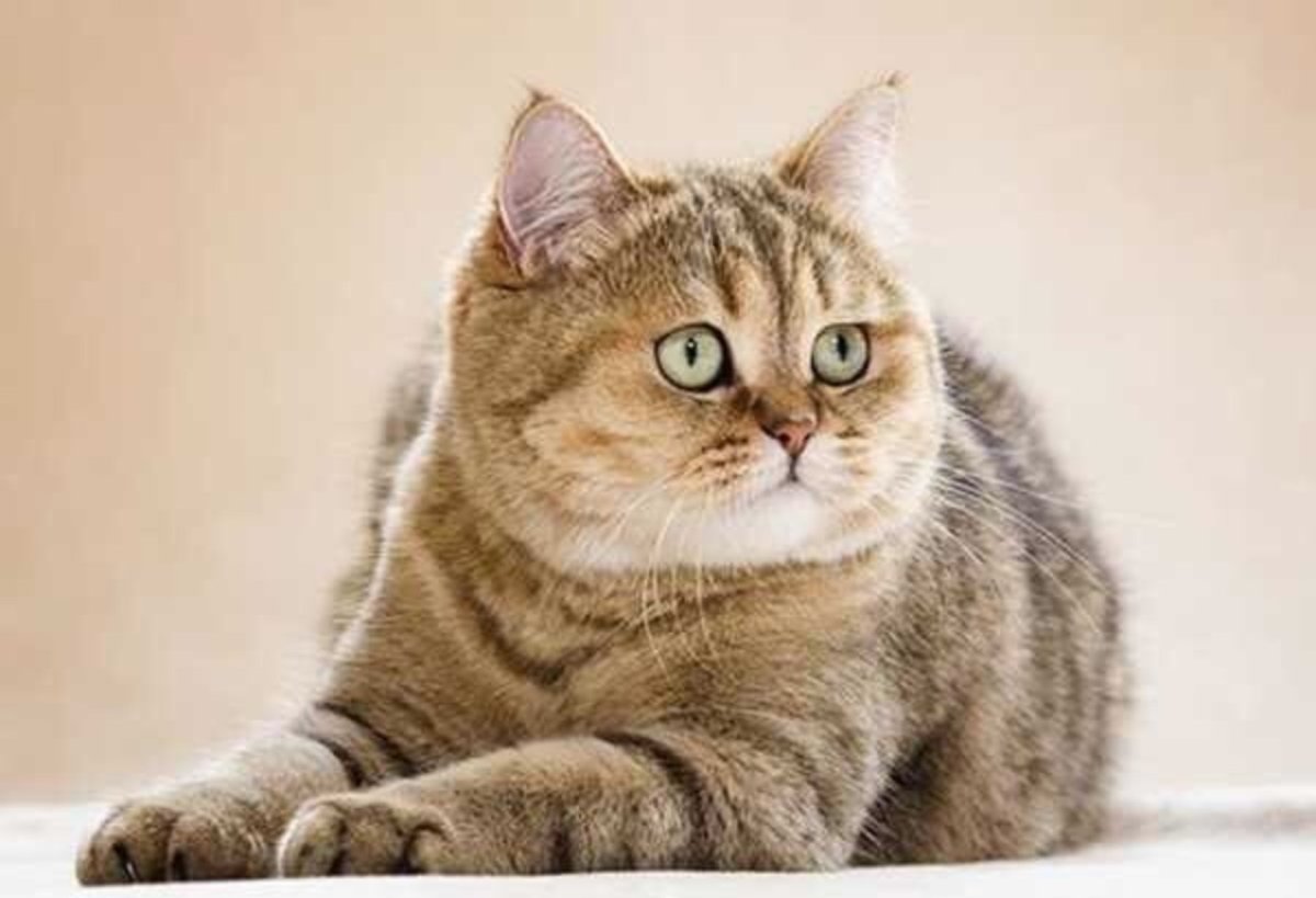 Золотой затушеванный британский кот