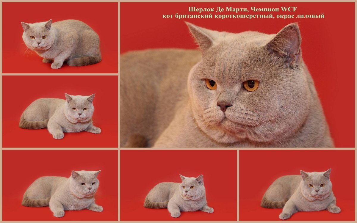 Шотландская Золотая шиншилла