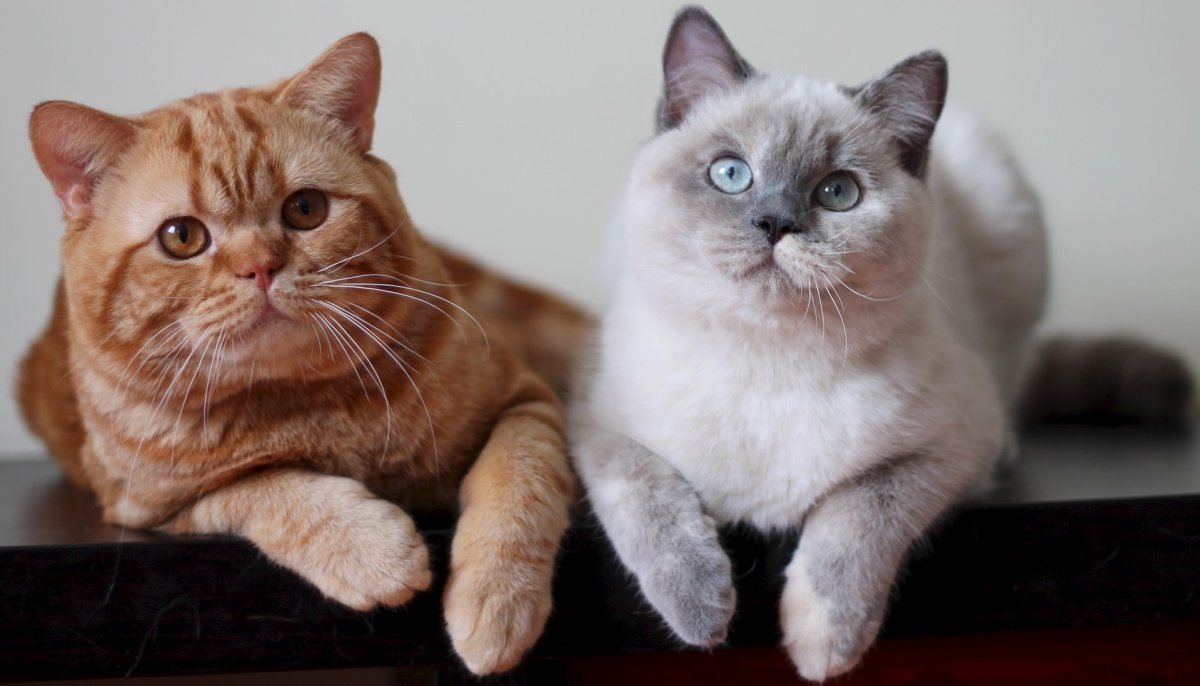 Британский короткошерстный кот толстый