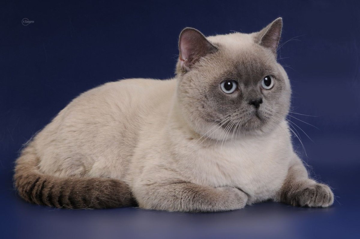 Британский кот вискас