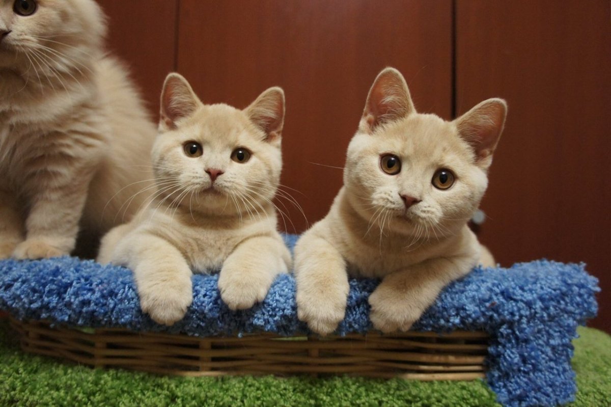 Британский кот вискас мраморный