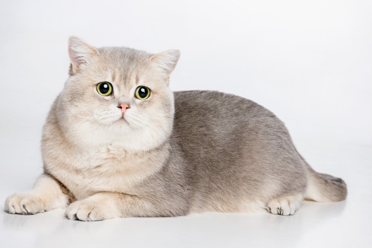 КВК определиь парлду кошки