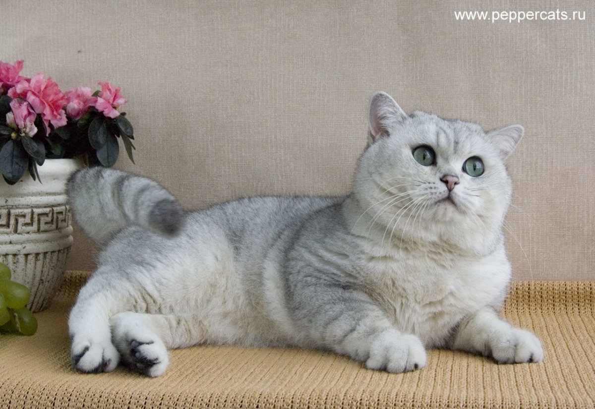 Американская короткошерстная табби