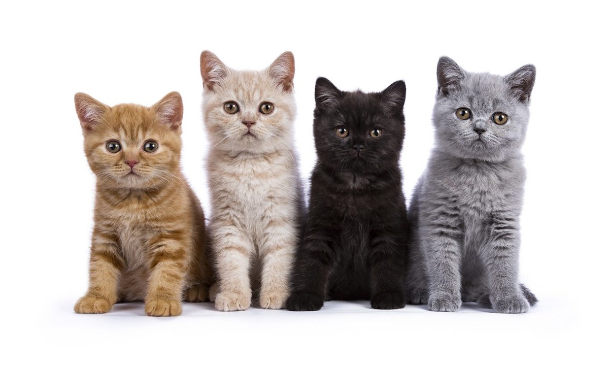 Британская кошка короткошерстная серая