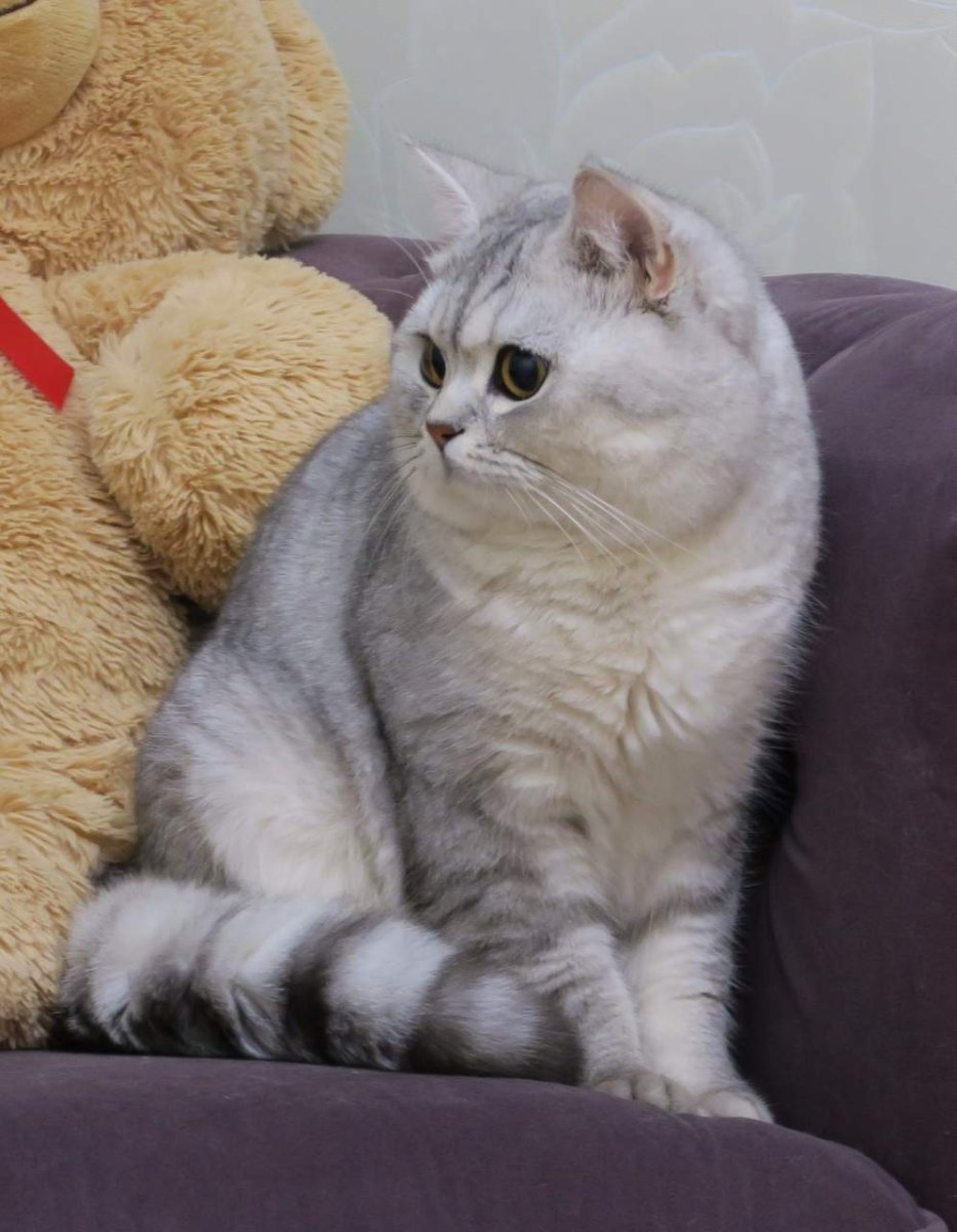 Шотландская кошка страйт и фолд