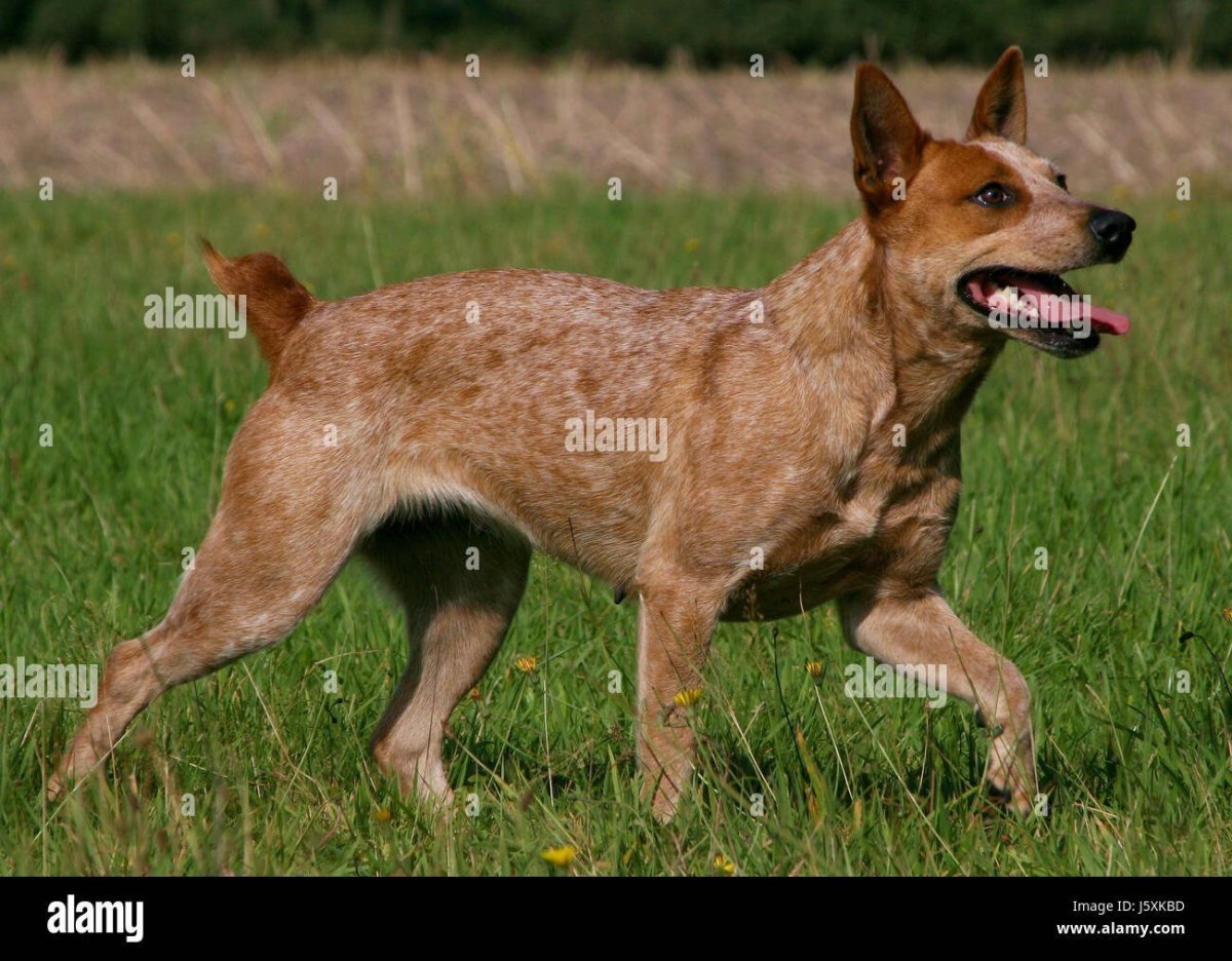 Вьетнамский хмонг собака