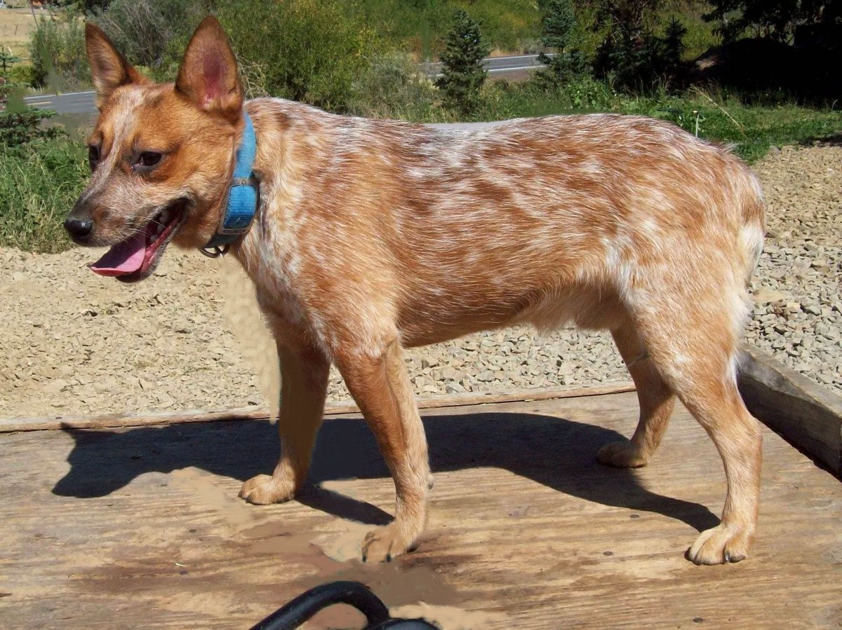 Джамен кули