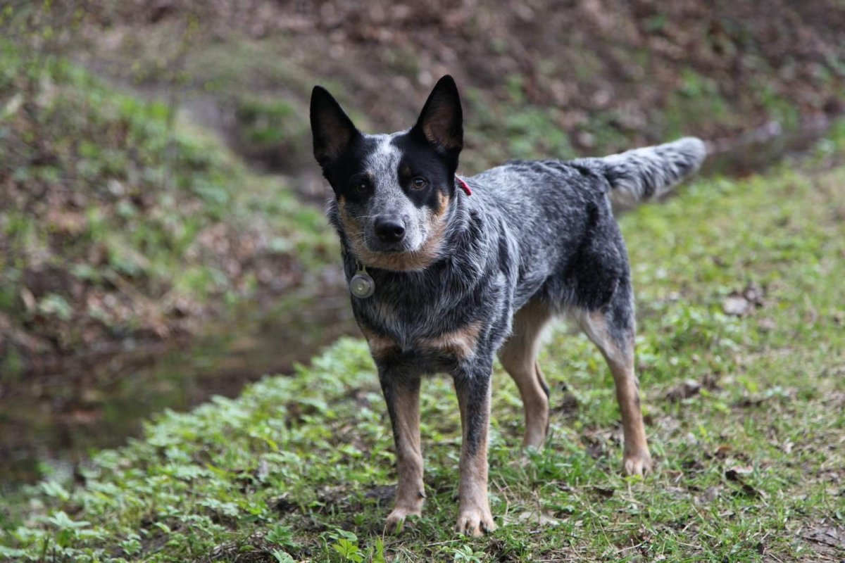 Бергамская овчарка Командор