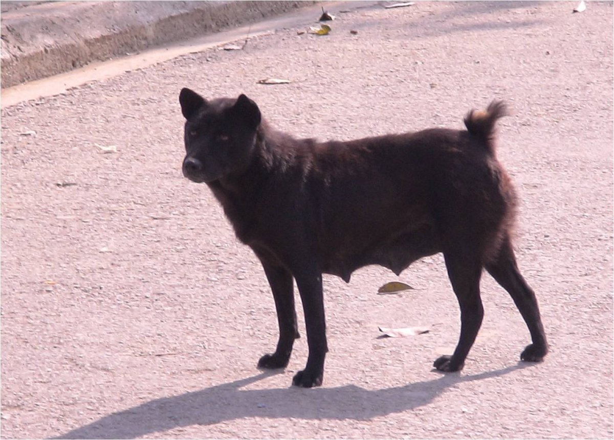 Кангал+Бернский зенненхунд