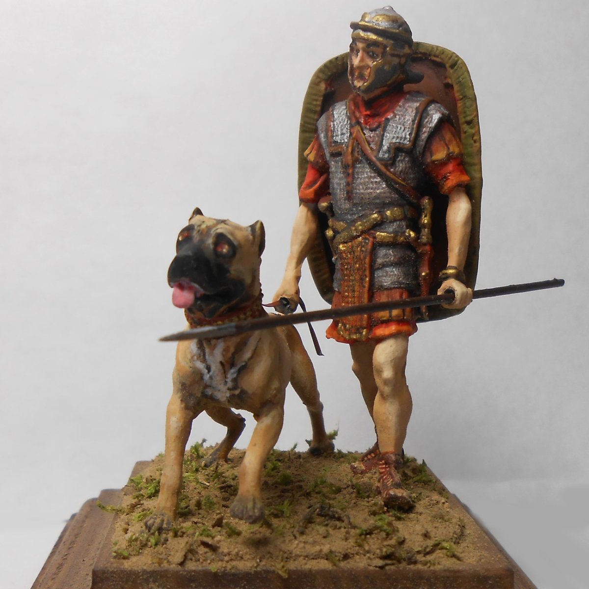 Кане Корсо бои