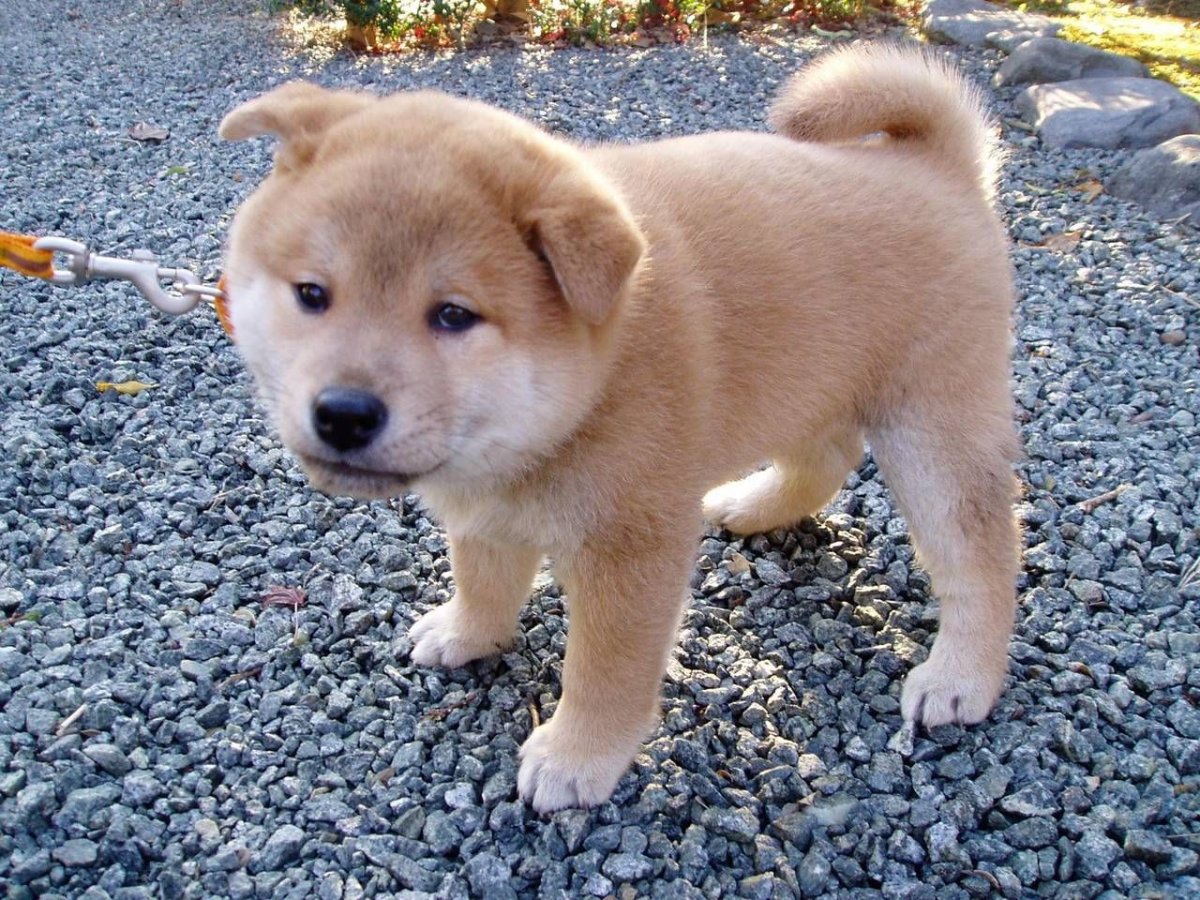 Порода австралийский Хилер