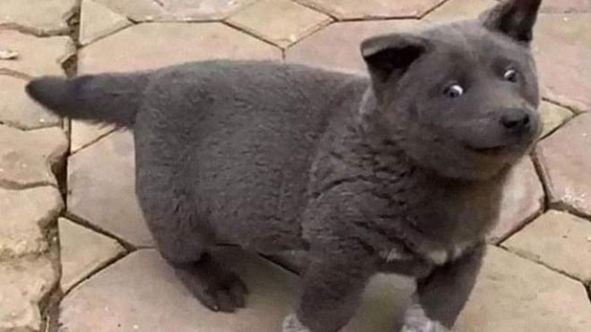 Австралийский короткохвостый пинчер