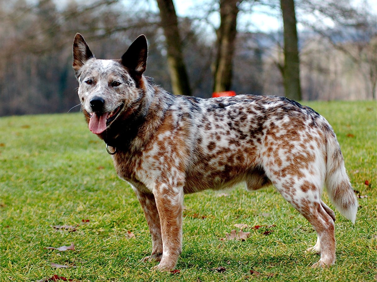 Гиеновидная собака окрас