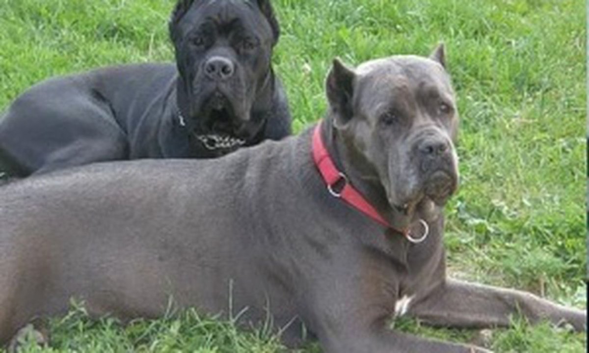 Марш римских легионеров