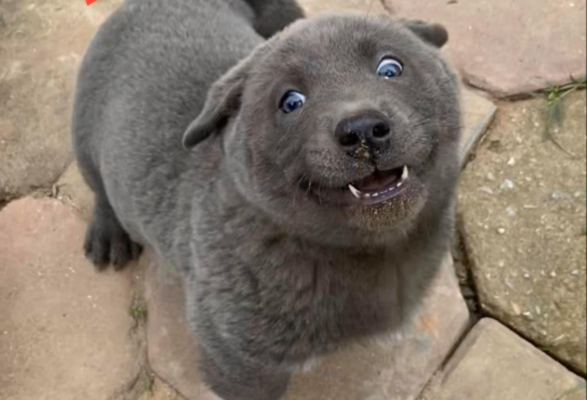 Blue Heeler for sale in Ohio