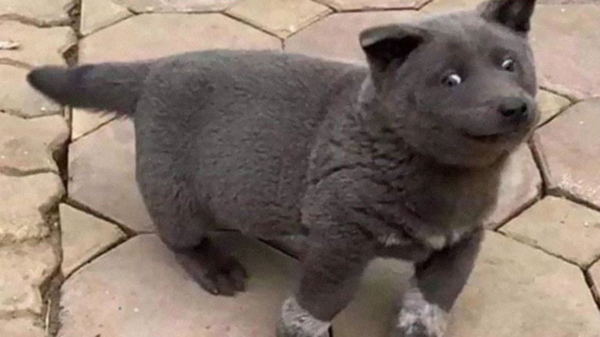 Вьетнамский куцехвостый хмонг