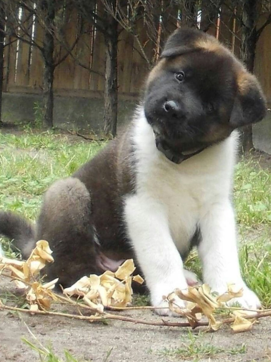 Куцехвостый Хилер