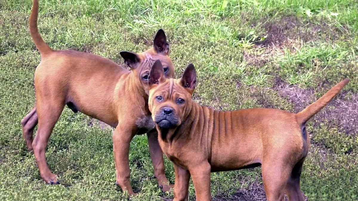 Австралийский Хилер красный