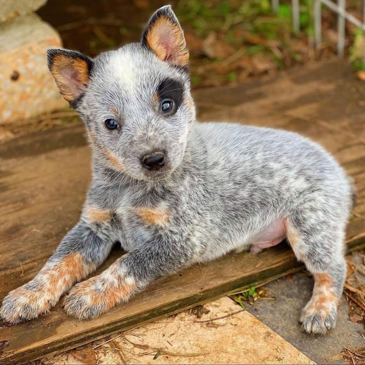 Стампи куцехвостый Хилер