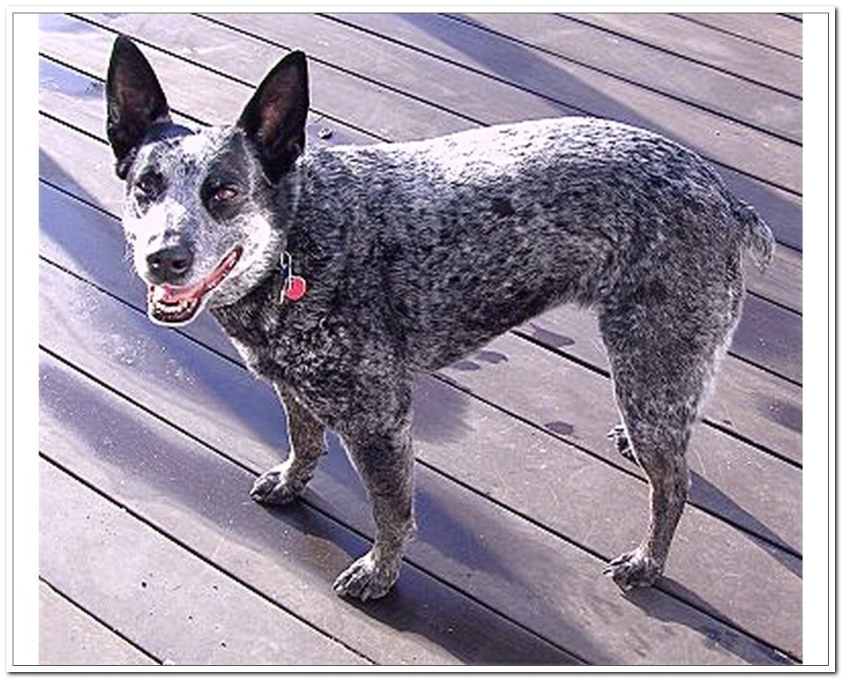 Почему щенок ест кору дерева