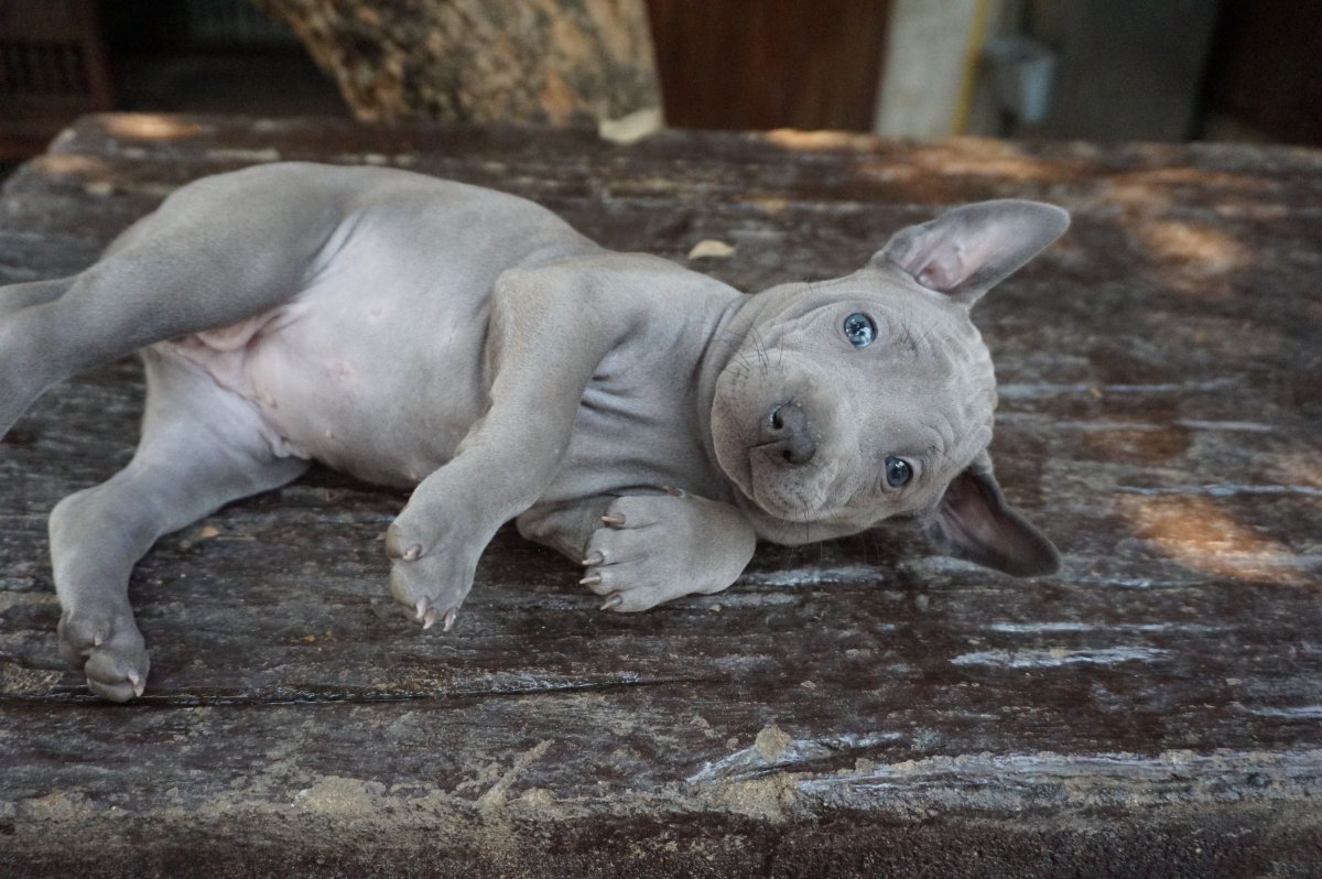 Thai Ridgeback Puppy