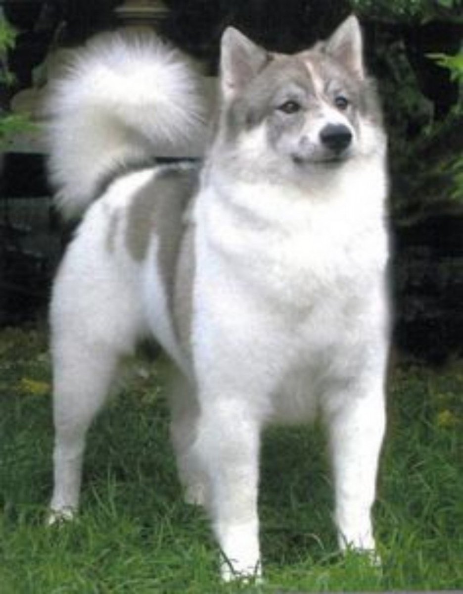 Куцехвостый хмонг