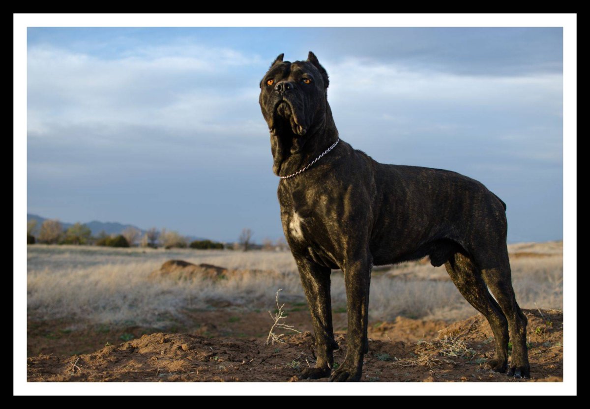 Помпеи мозаика собака