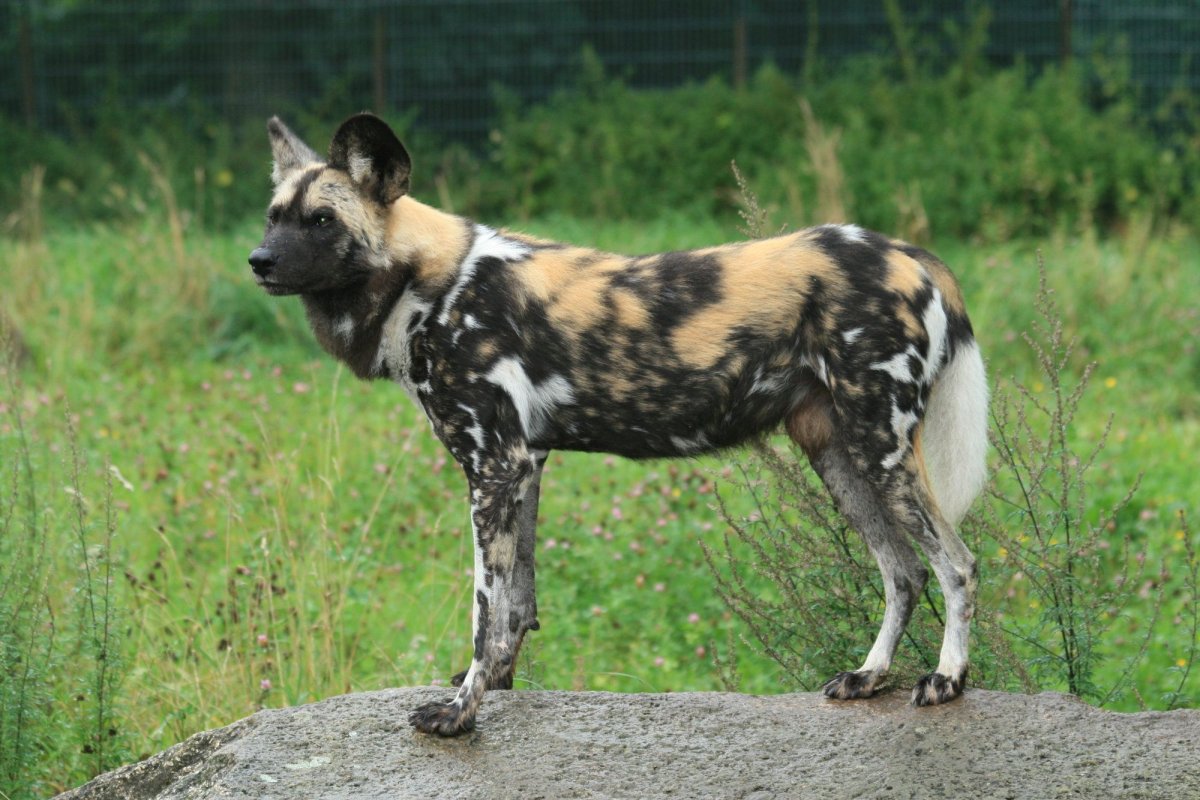 Гиеновые собаки Африки