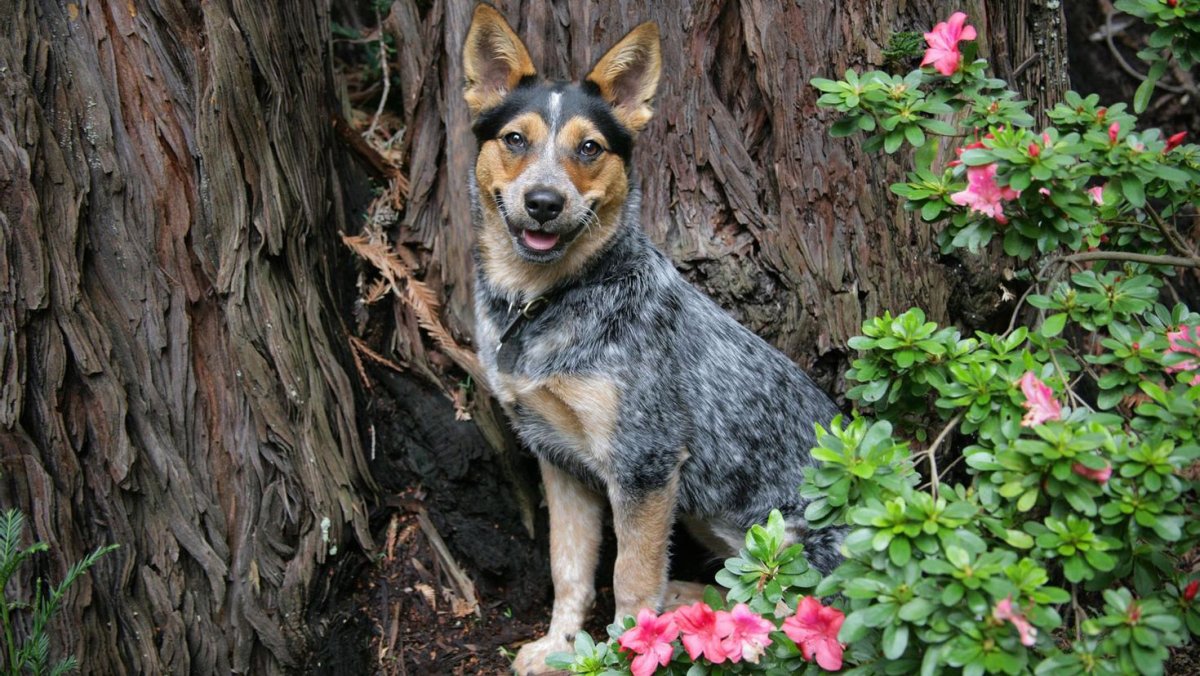Австралийская пастушья собака Хилер