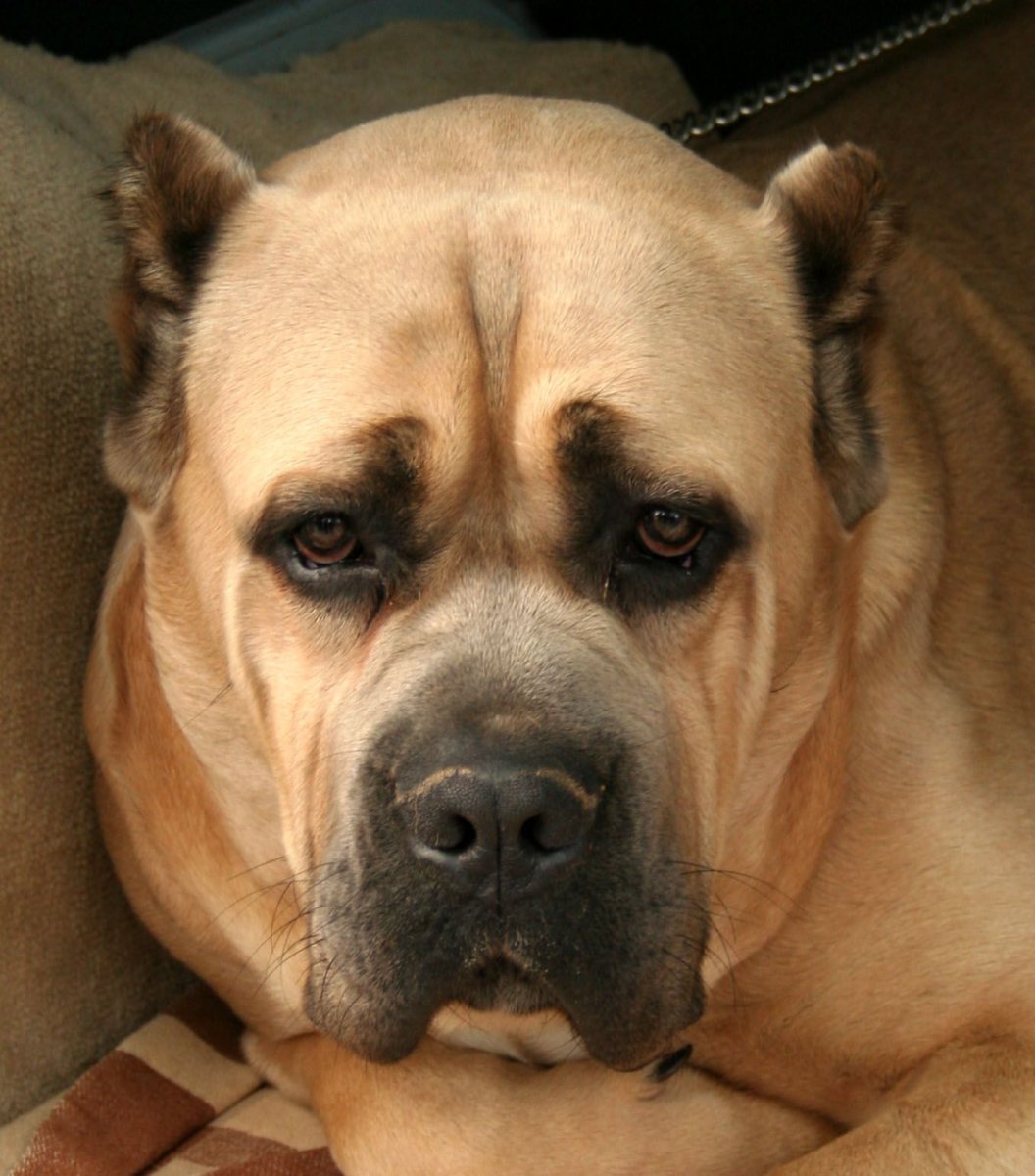 Булленбейсер порода