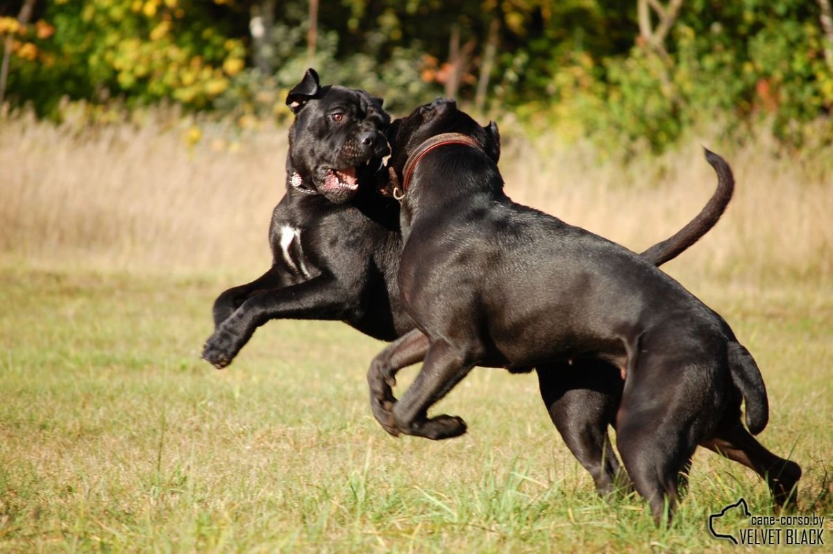 Римский легионер косплей