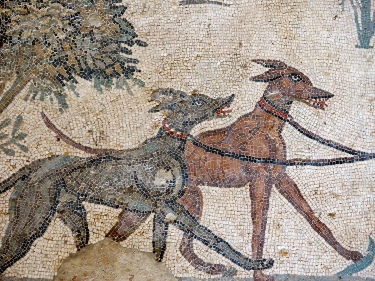 Мастифф ДНД 5