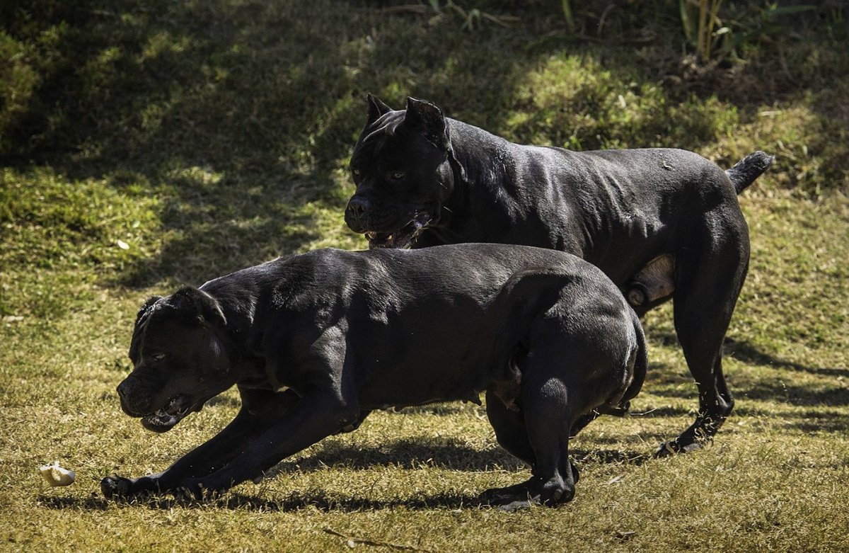 Собаки в древнем Риме