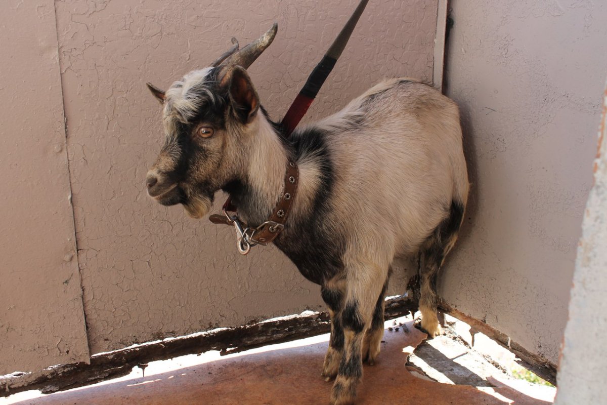 Накрашенная коза