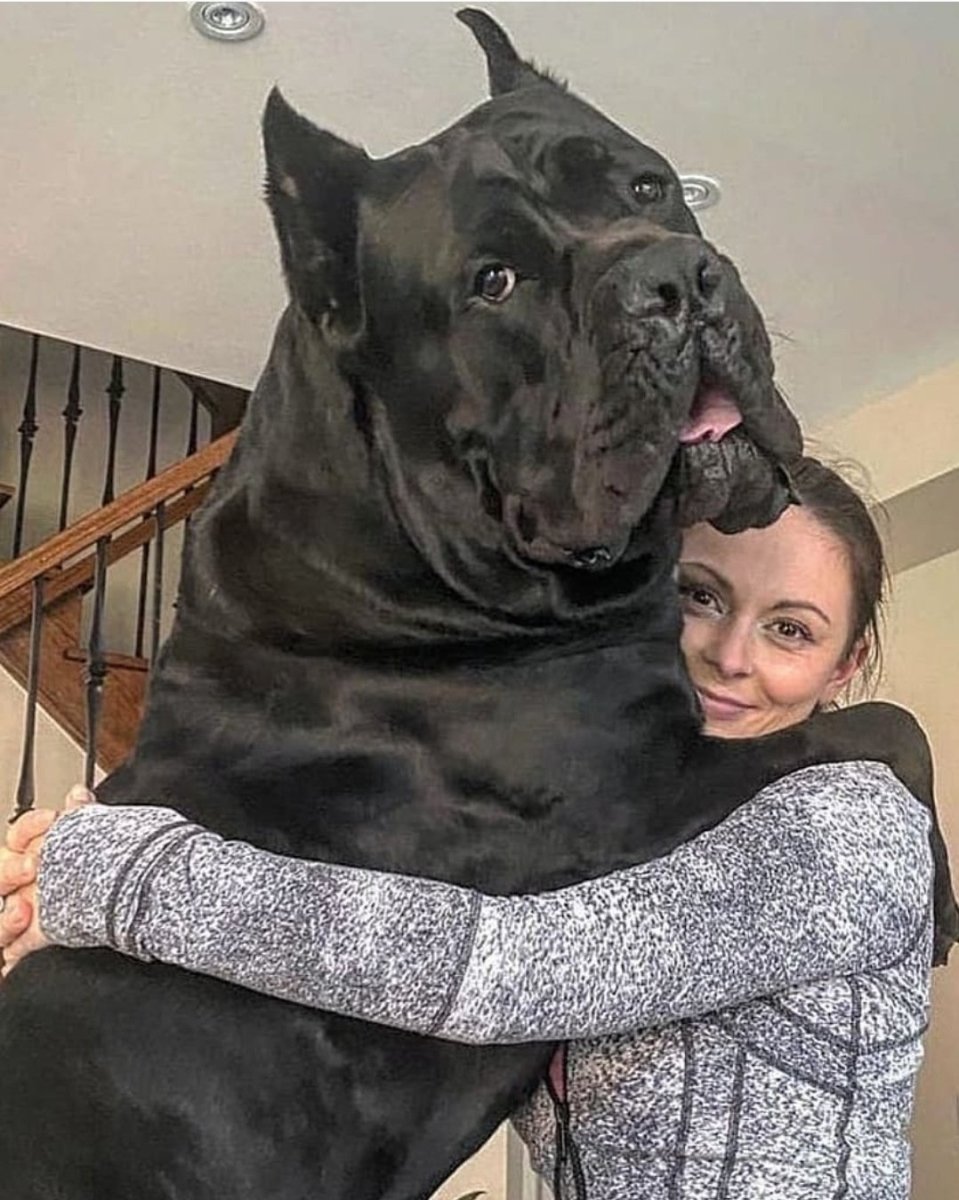 Мастиф гончая