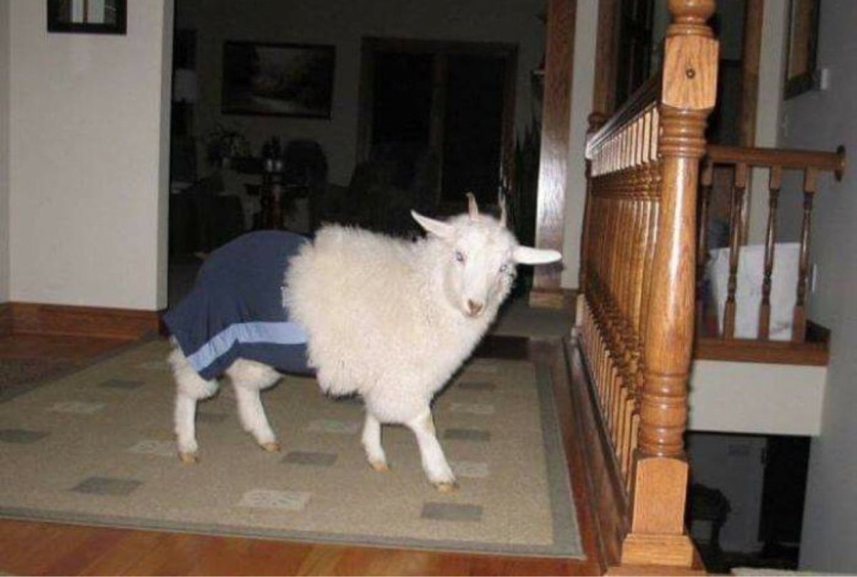 Козлик в квартире