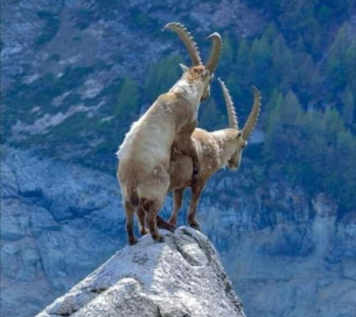 Козы целуются