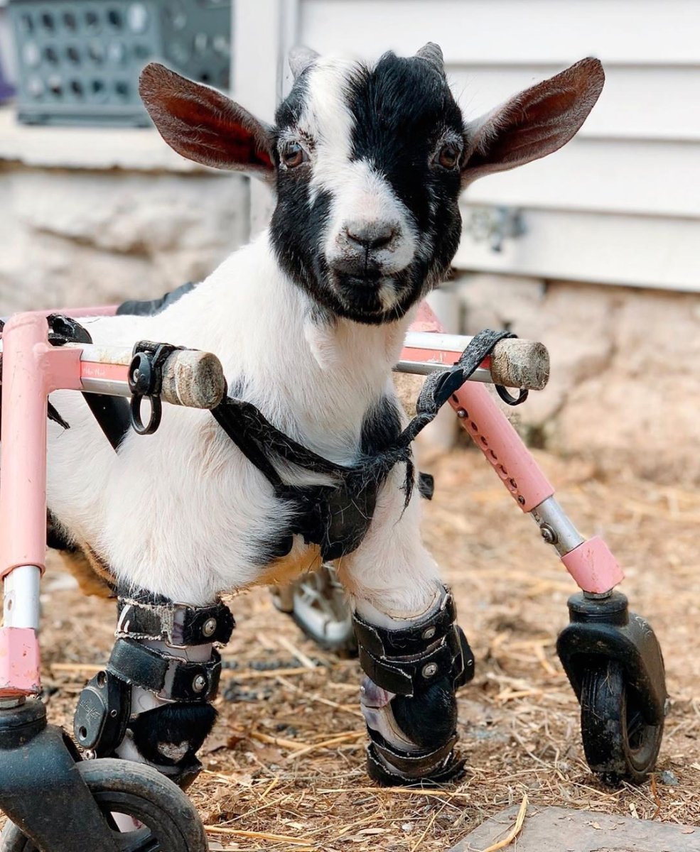 Ездовые козы