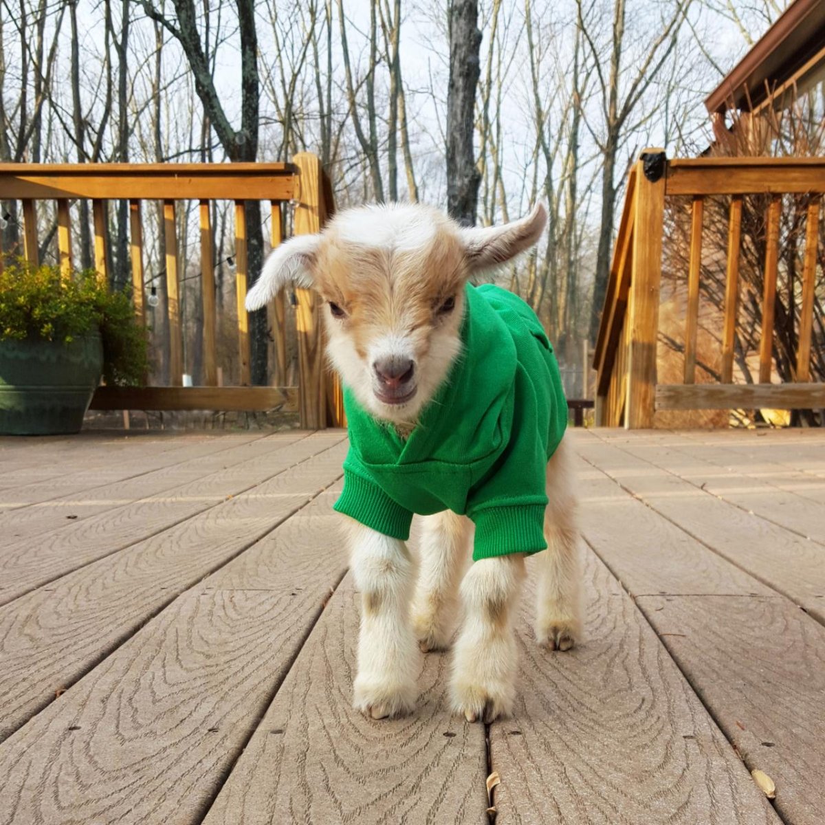 Новорожденный козлик