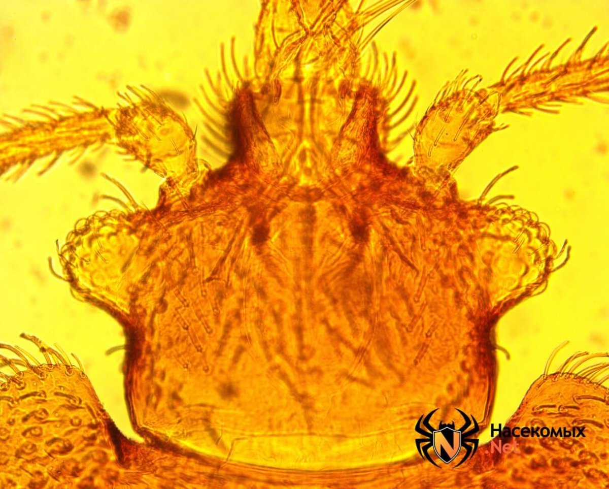 Личинка постельного клопа под микроскопом