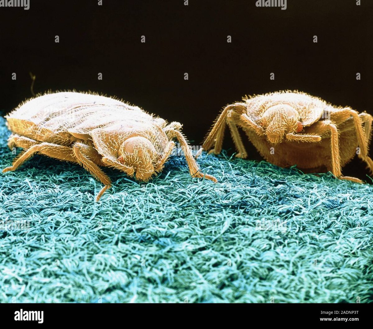 Постельный клоп под микроскопом