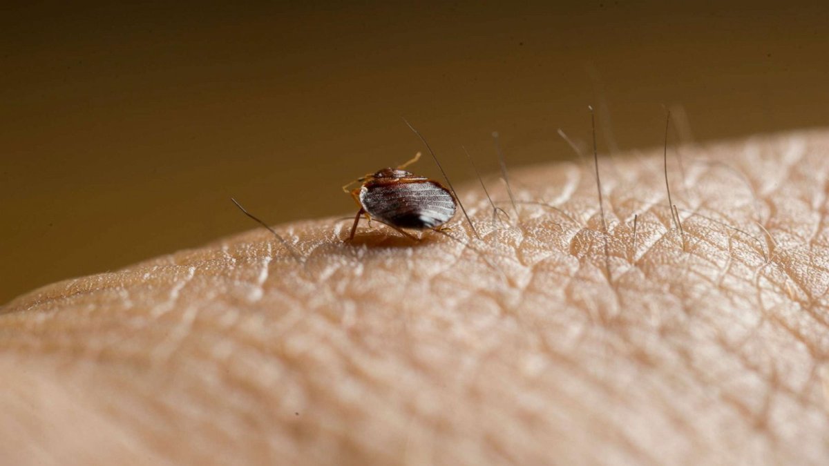 Клещи постельные и ковровые