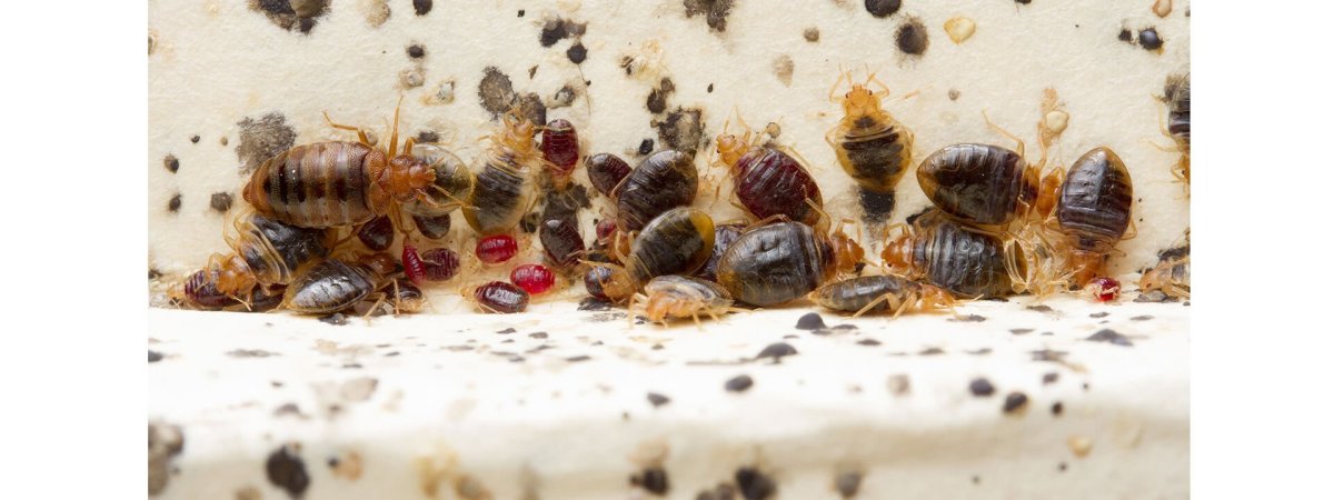 Постельный клоп (Cimex lectularius)