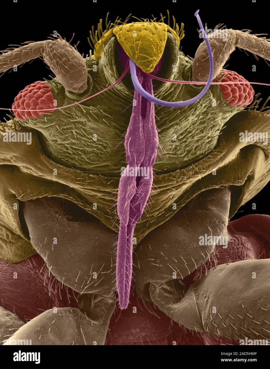 Бельевой клещ под микроскопом