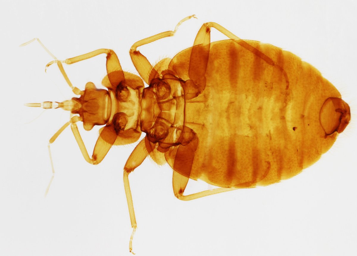 Постельный клоп (Cimex lectularius)