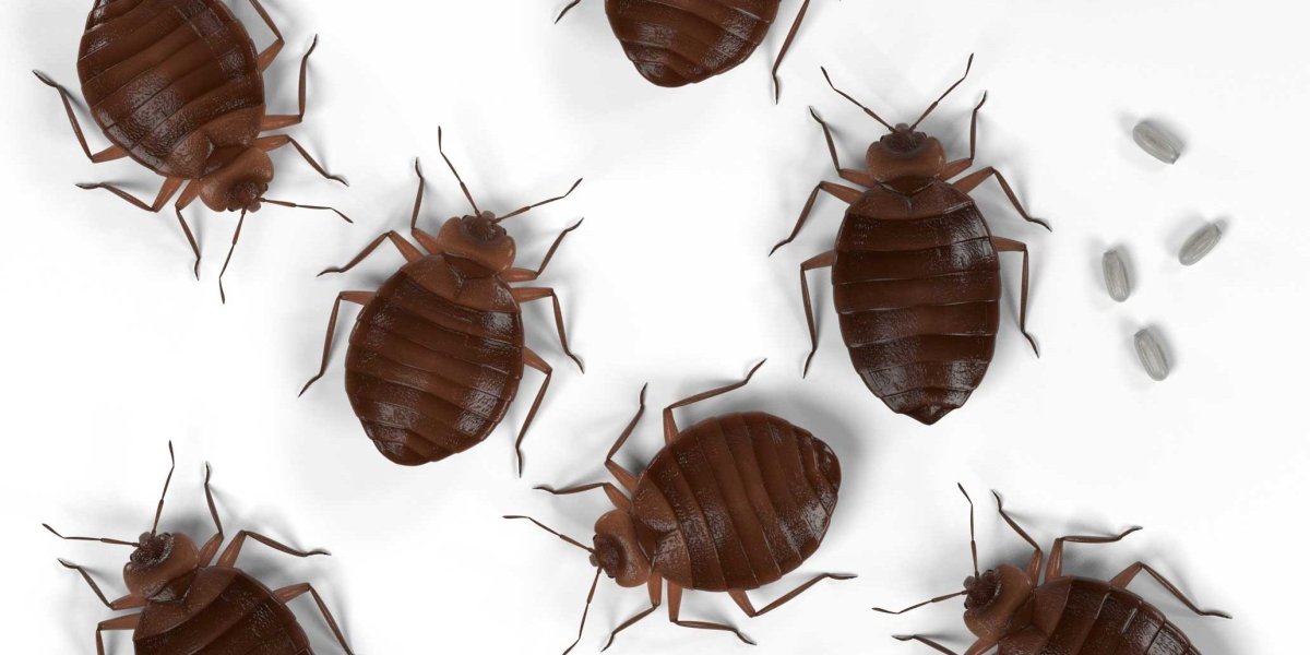 Коловратский Жук под микроскопом