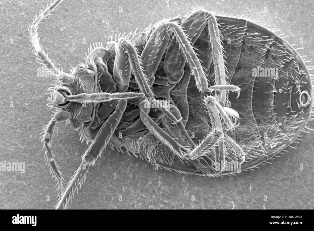 Постельный клоп Cimex lectularius (личинки, нимфы)