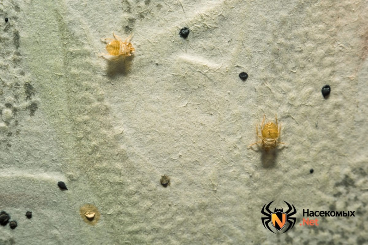 Жук клоп квартирный