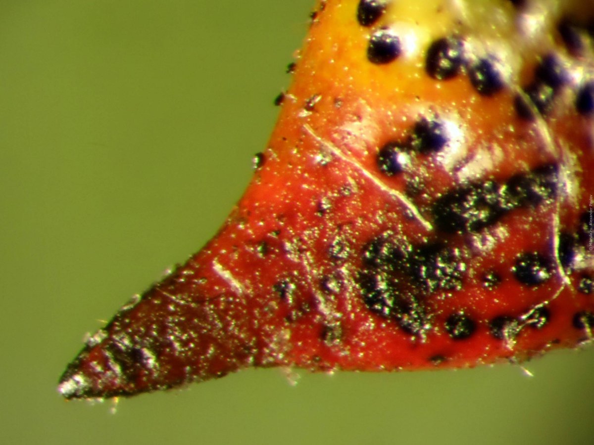 Постельный клоп личинка